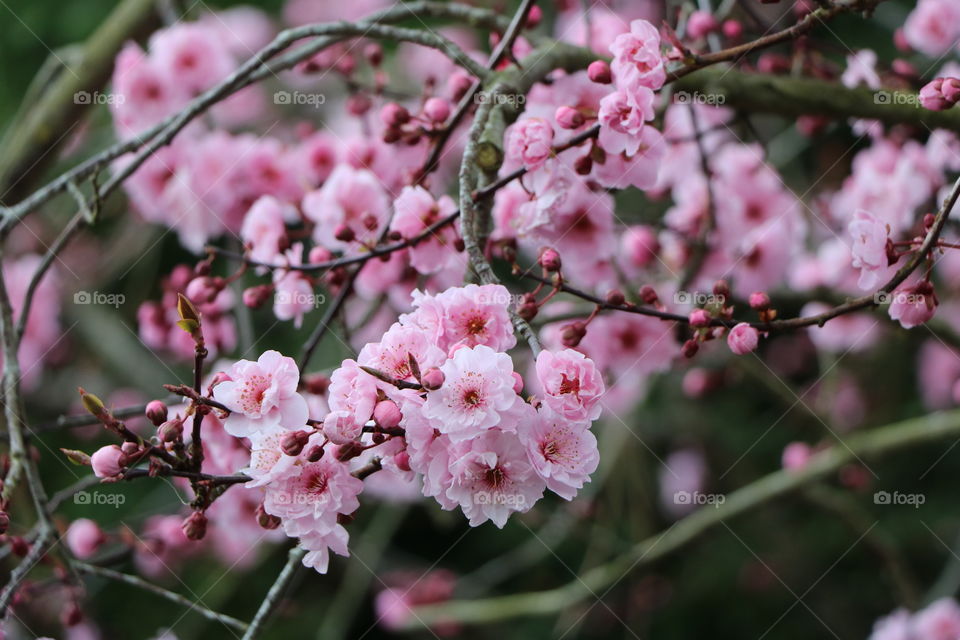 Cherry blossoms 