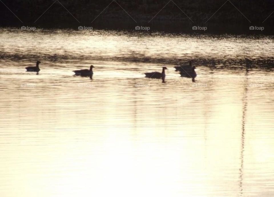 Ducks floating on the water
