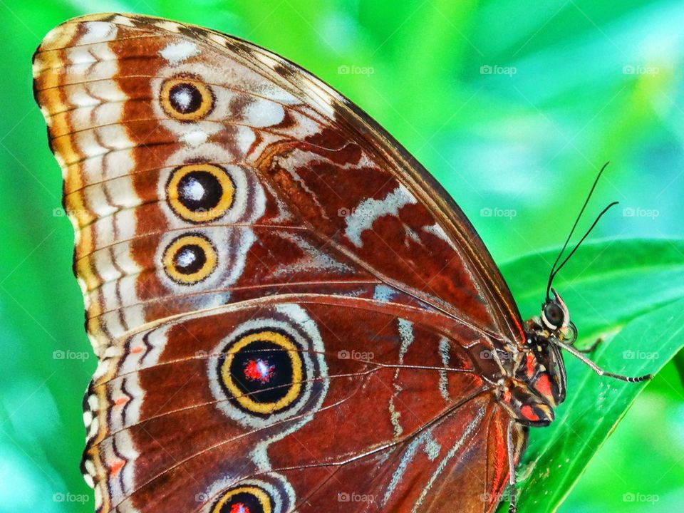 Blue Morpho Butterfly In Rain Forest. Giant Tropical Butterfly
