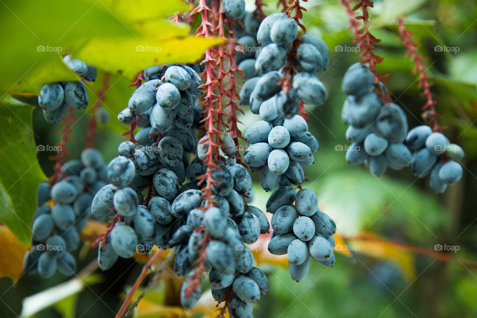 Grapes and more grapes 