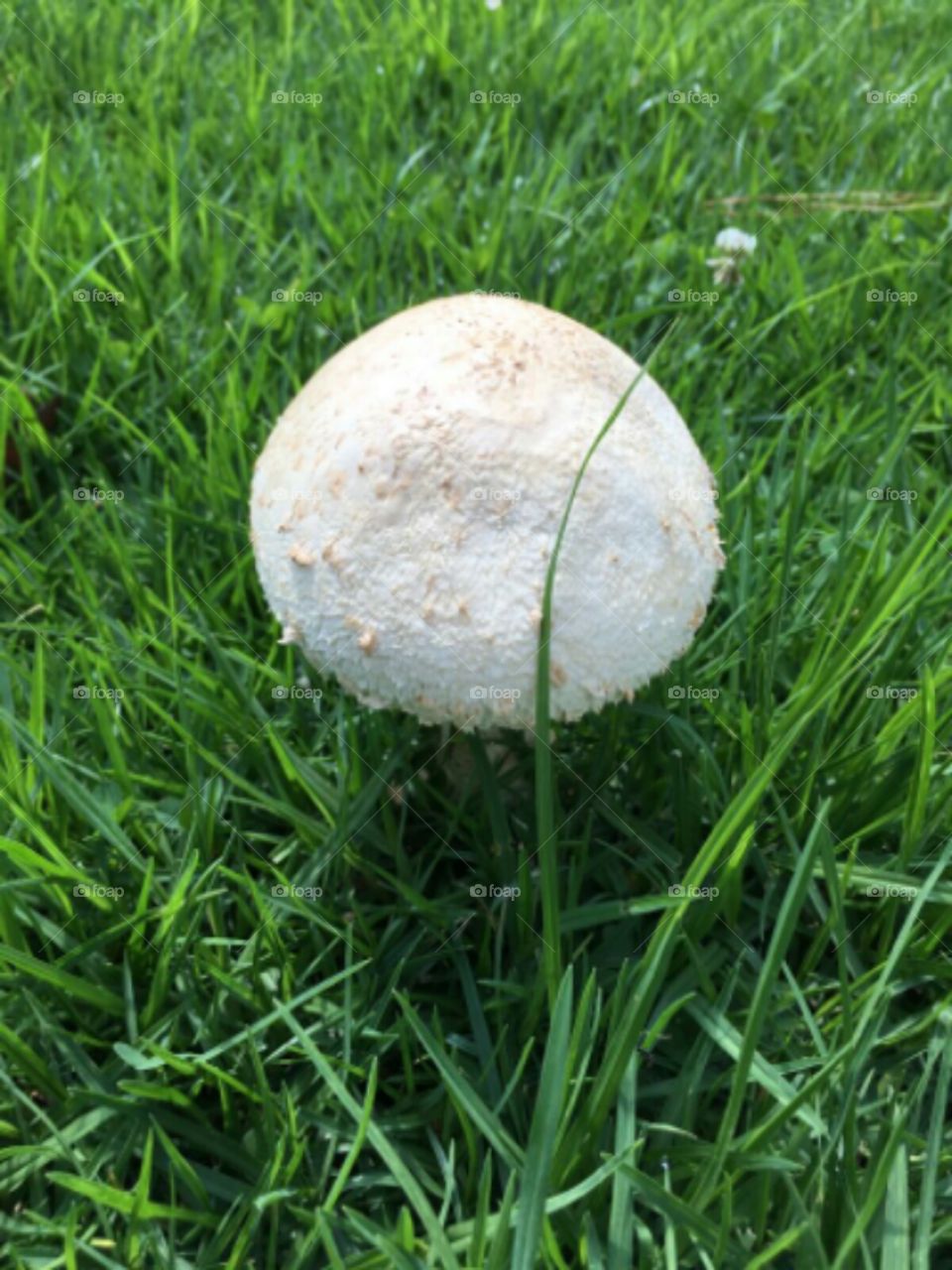 mushroom