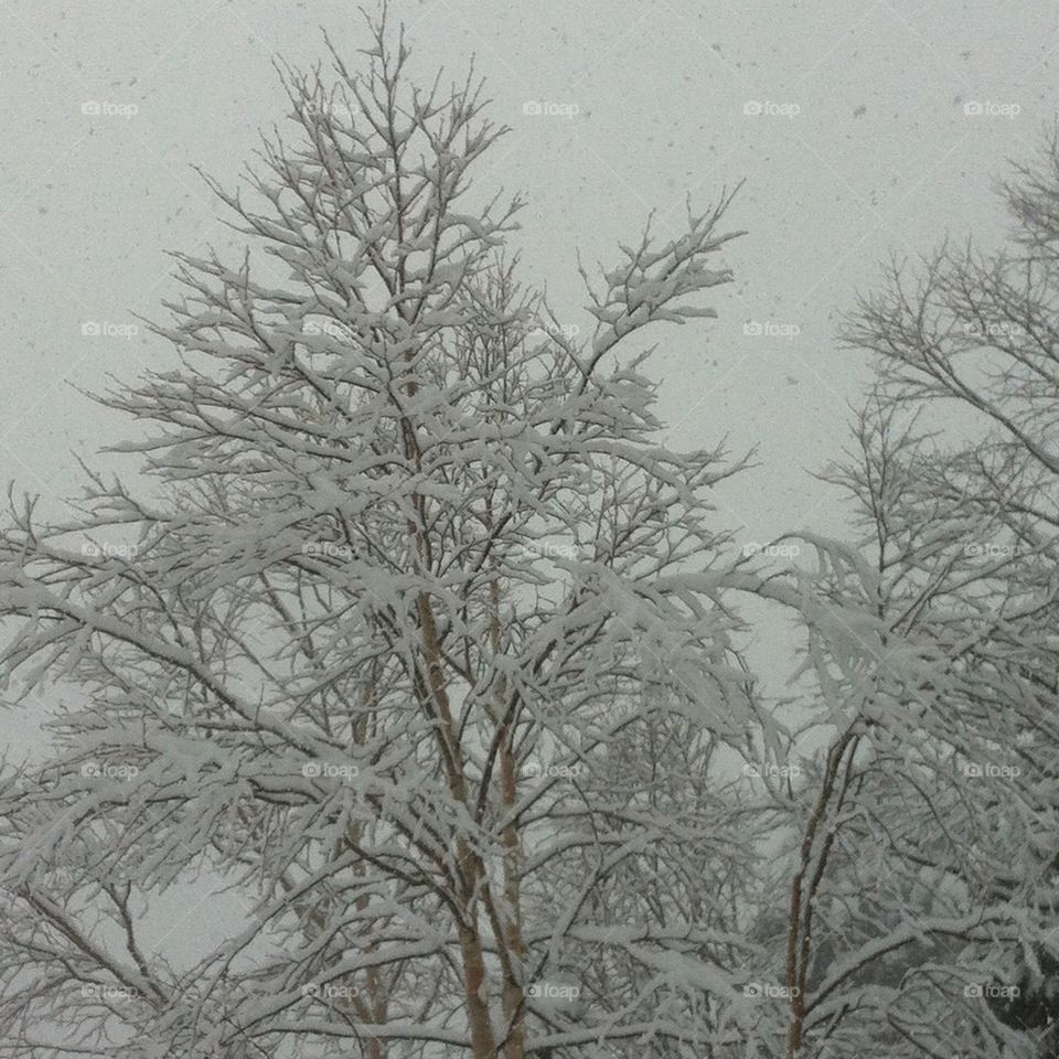 Is it Christmas yet?