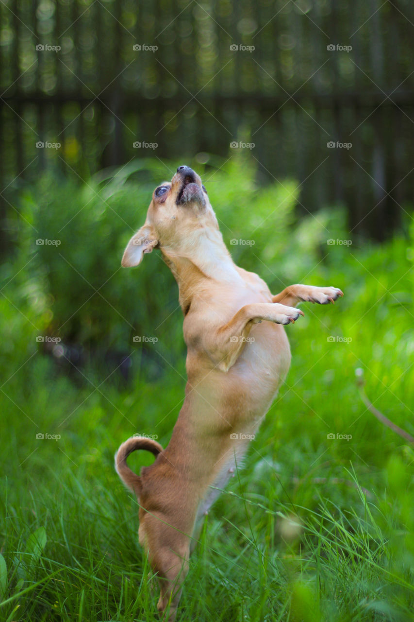 Dog chihuahua. Собака чихуахуа.