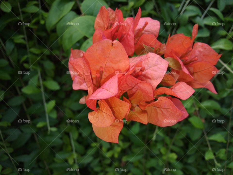 bougainvillea flowers with green leaves background