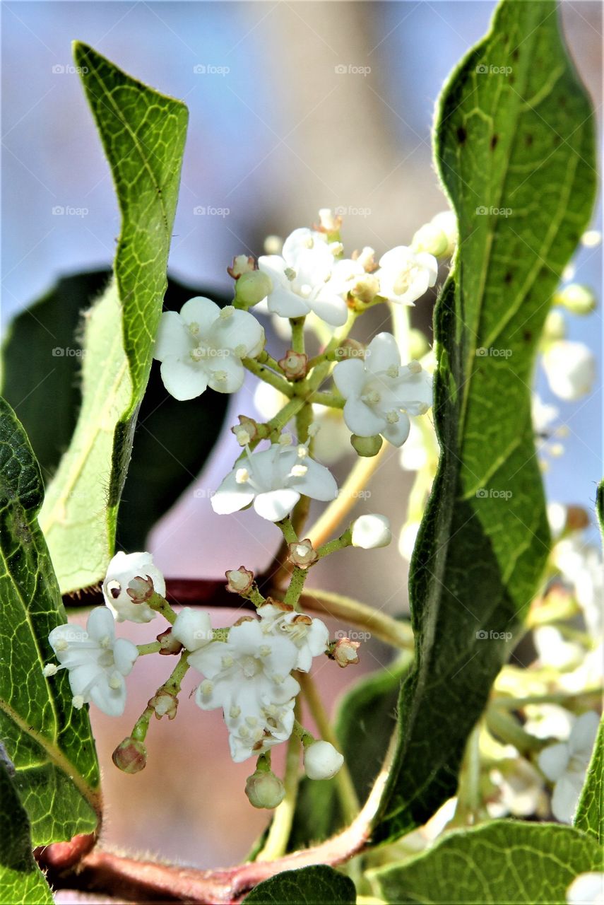 white flowers