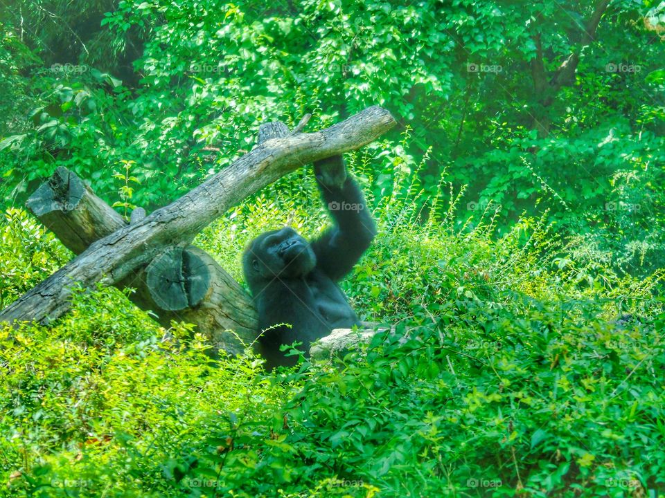 Close-up of gorilla resting