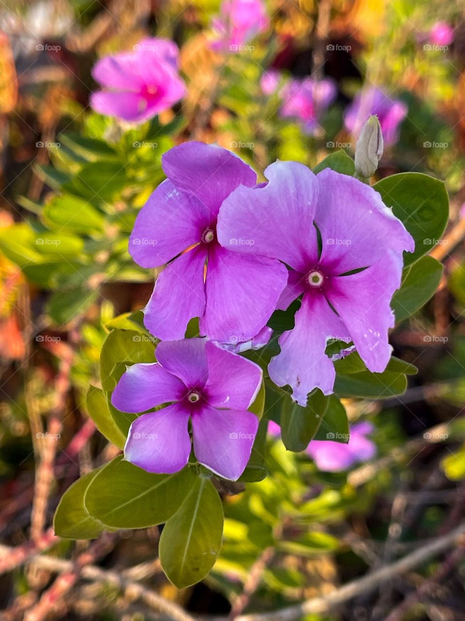 PANSIES