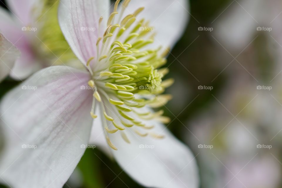 Close up of a Clematis Flower