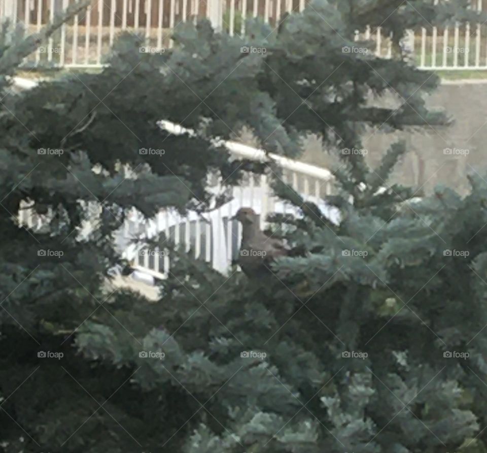 My love dove visits me a couple times a year, off my deck, in a tree, and it brings me comfort, joy and peace