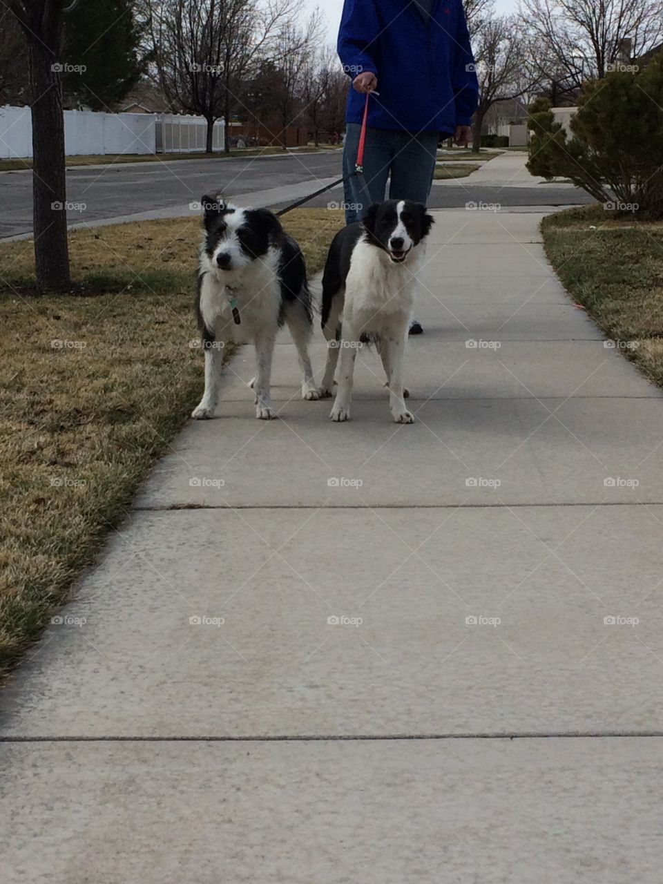 Ready to go for a walk 