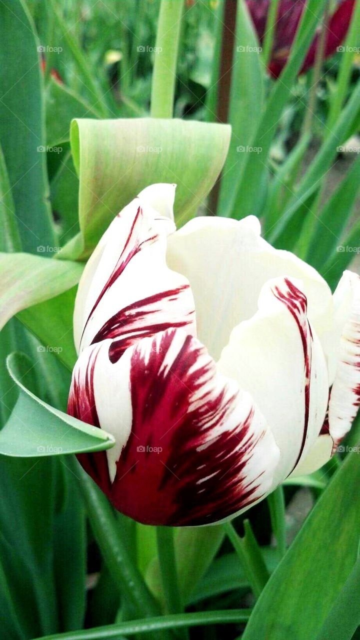 Stripped tulip