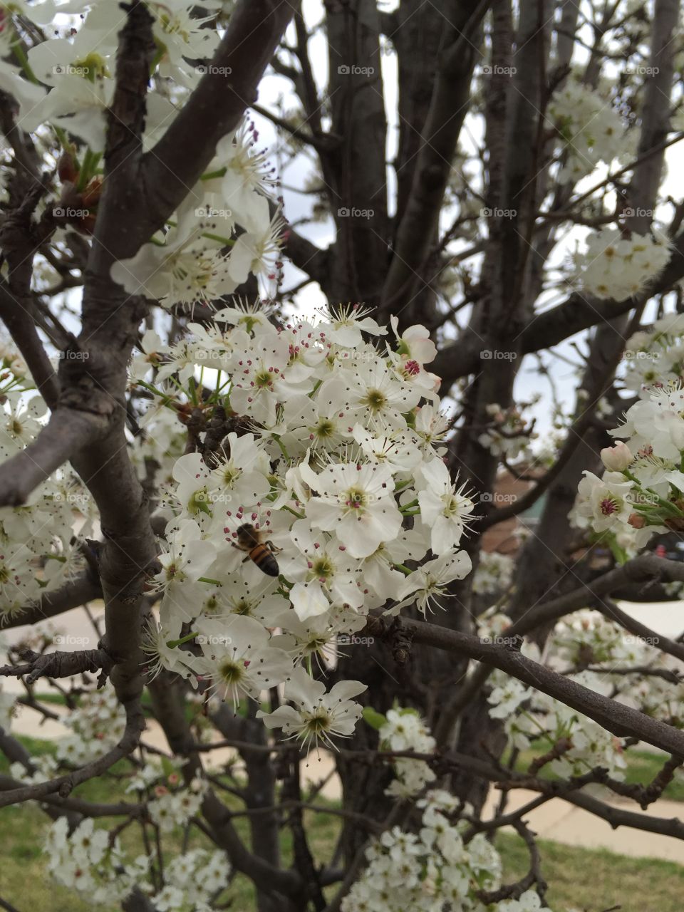 Bee & Bradford Pear Tree Blooms