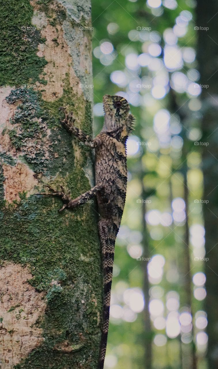 A large lizard perched on a tree