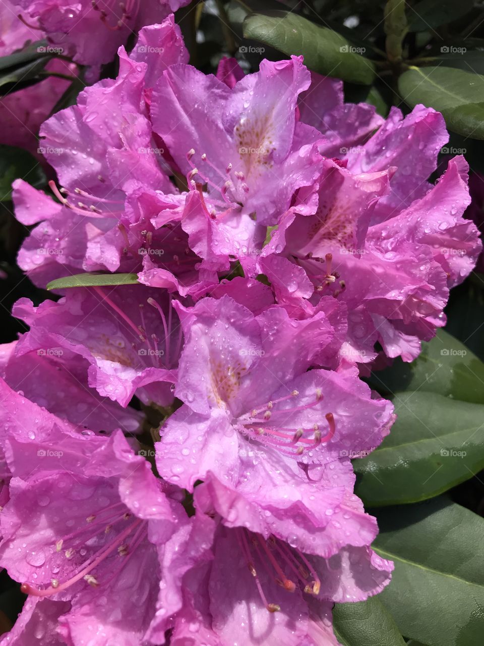 Blooming rhododendron 