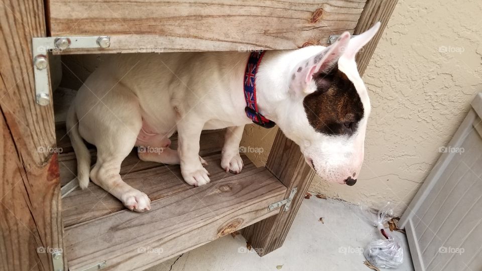 Just about fit on this shelf, silly dog