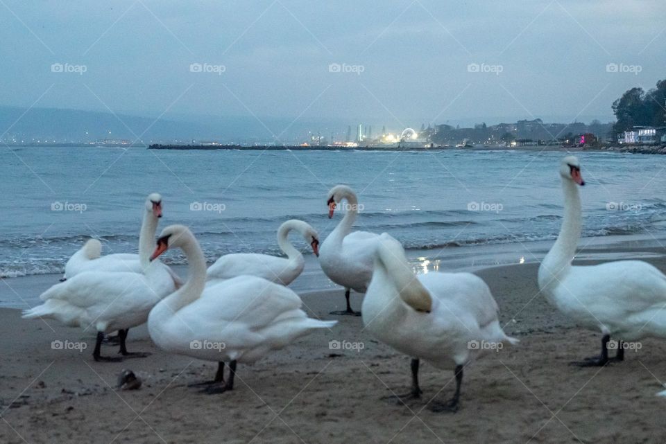 Birds & Bees - Nature in Motion