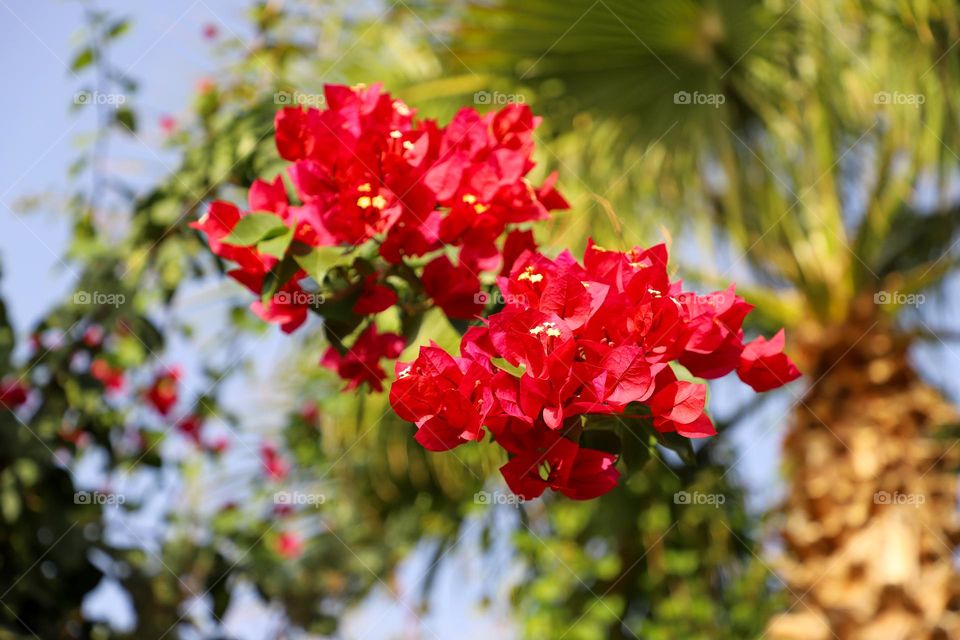 Red flowers in Hawaii island 