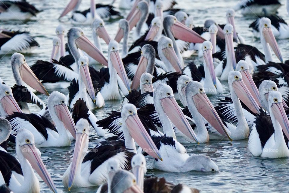 Feeding pelicans