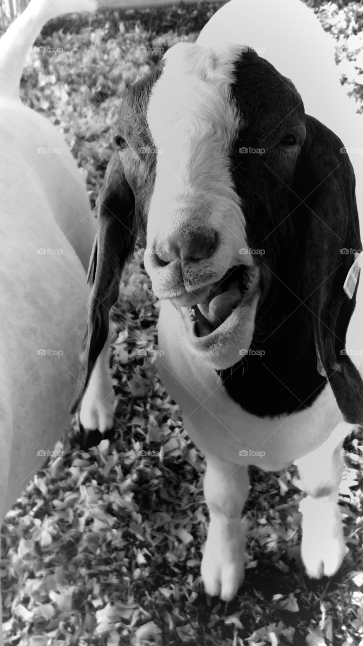 Close-up of goat with mouth open