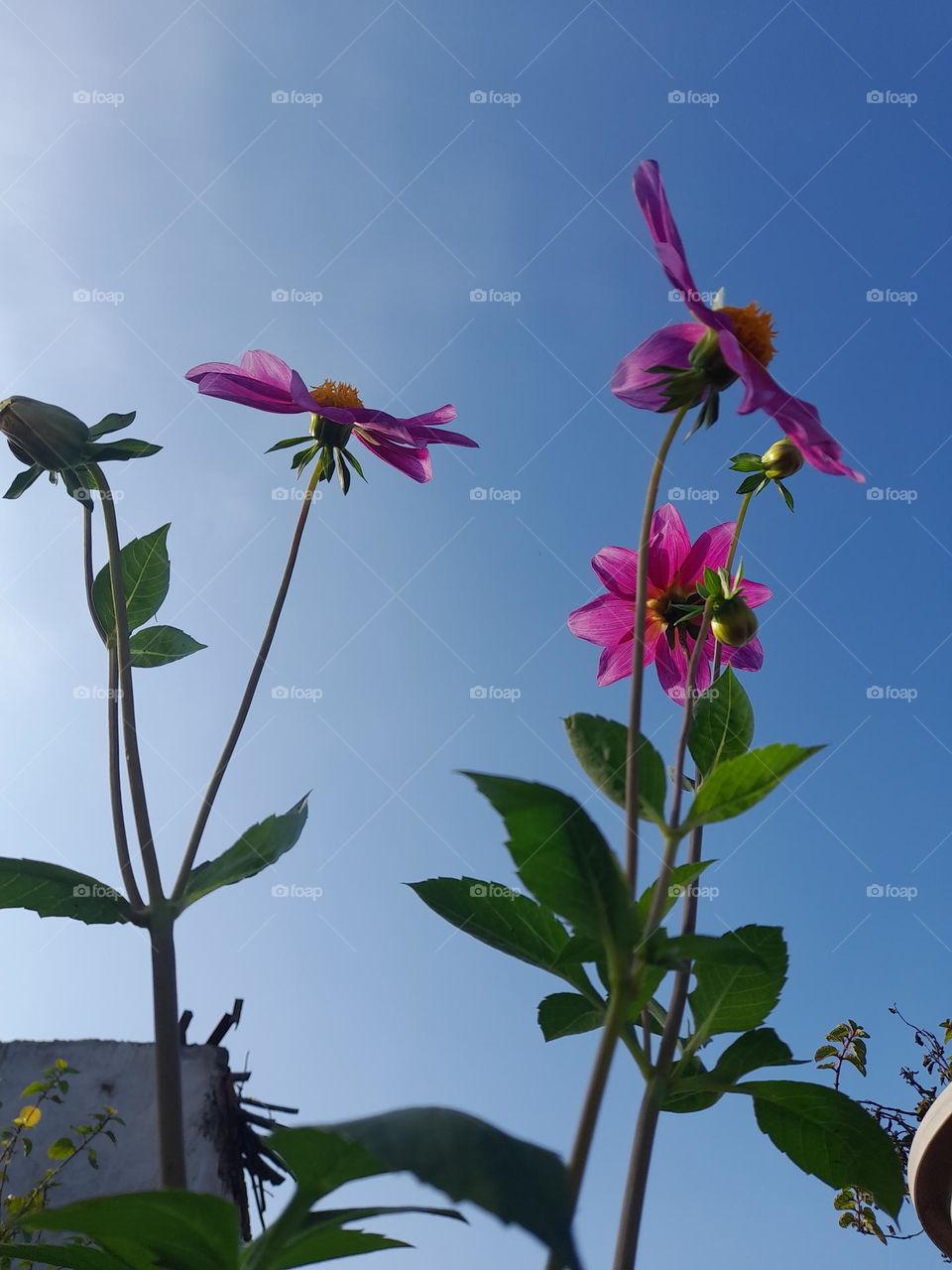 Dahlia has its own beauty. It seems like happy and smiling.