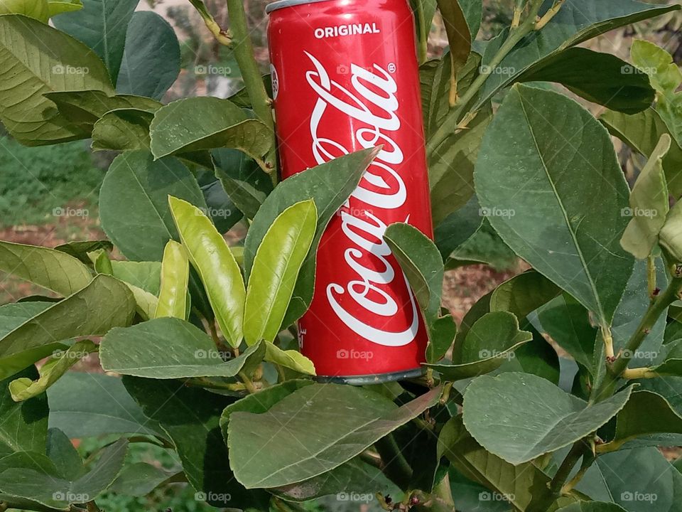 Coca cola can