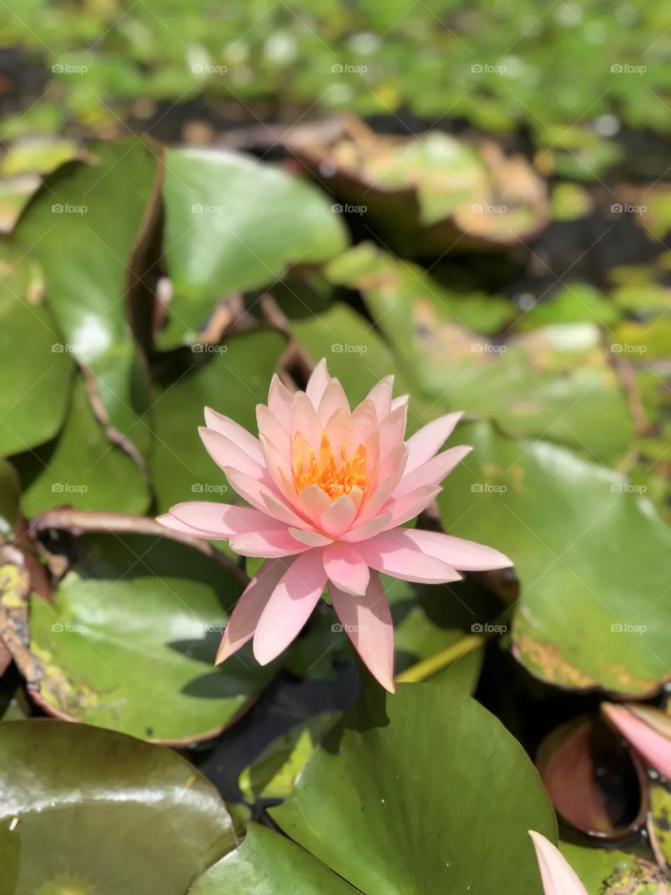 Lotus 