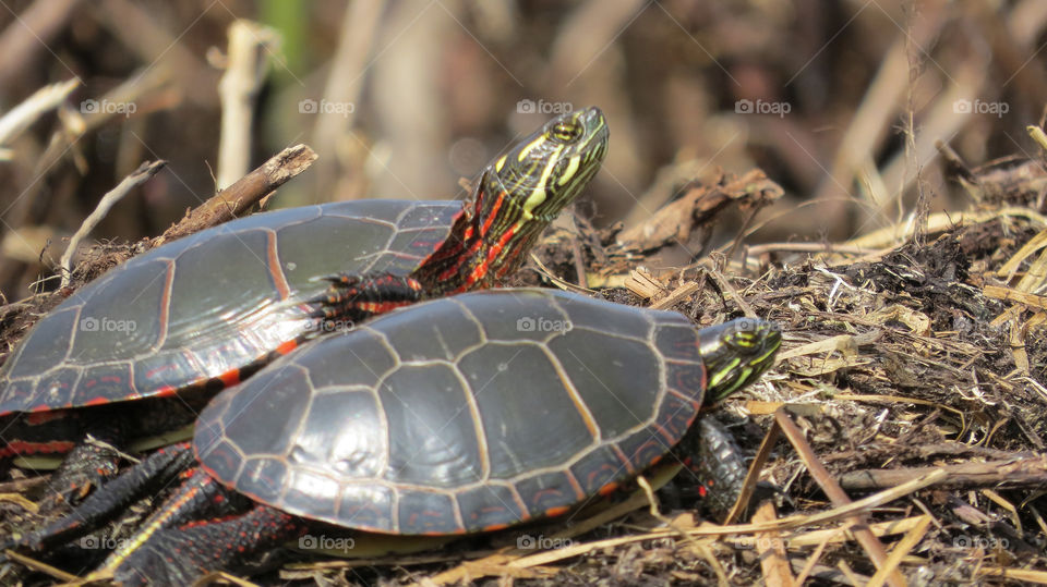 Caught them from my kayak while holding on to reeds as not to drift away