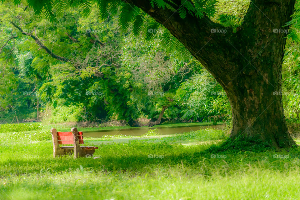 Red color bench in the autumn park. Single wooden park bench in a lush green botanical garden on tree background. ( Kolkata, India )
