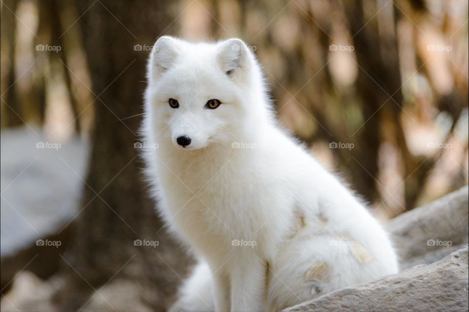 a white fox