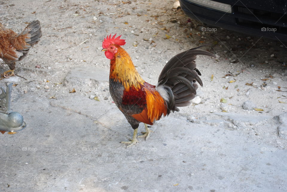 A wild rooster walking down the street in Key West, Florida