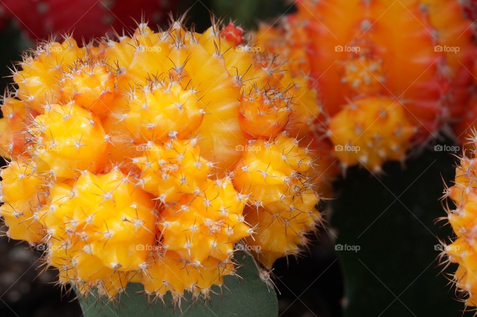 Cactuses. Prickly yellow cactus