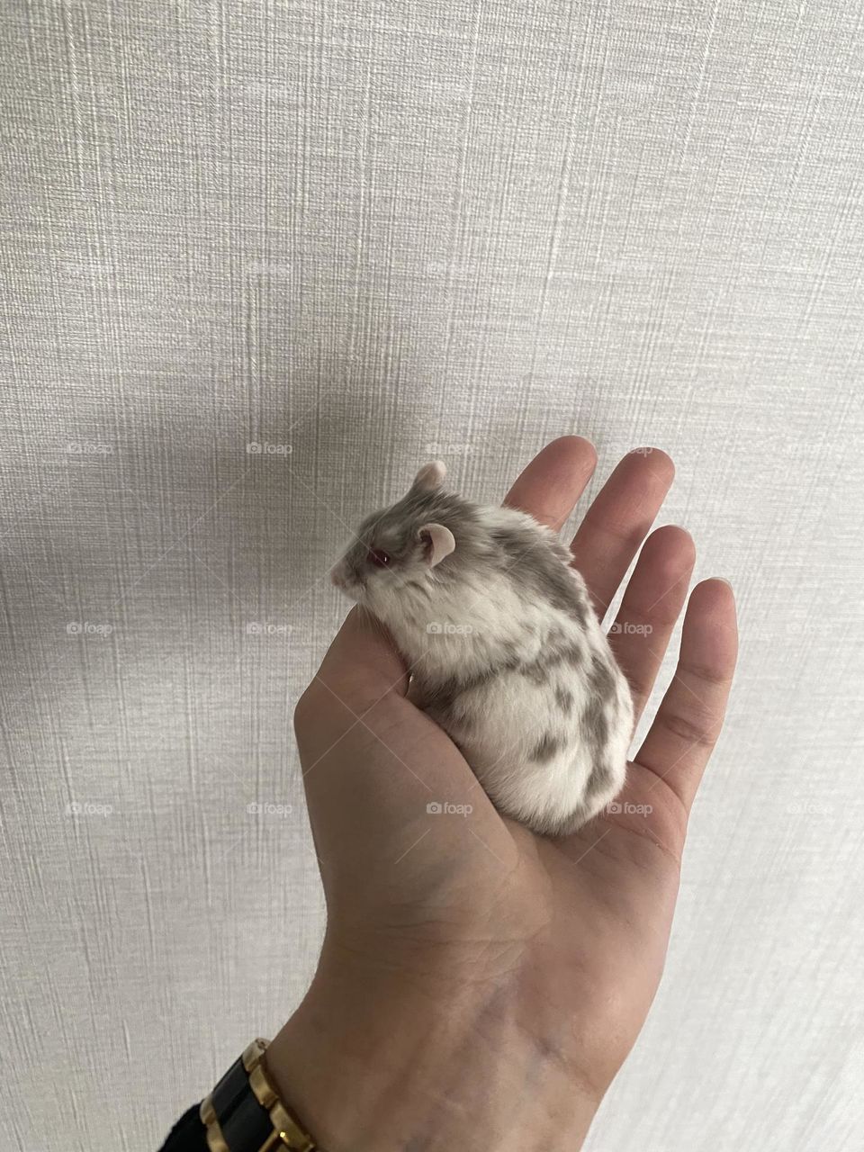 Hamster 