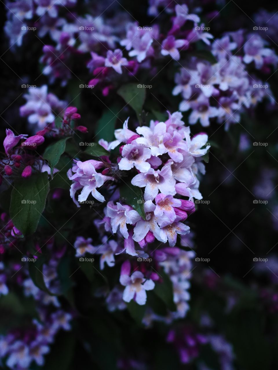 Purple flowers blooming