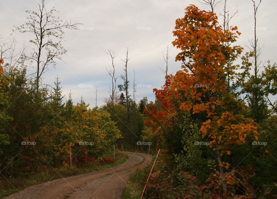 Forest road