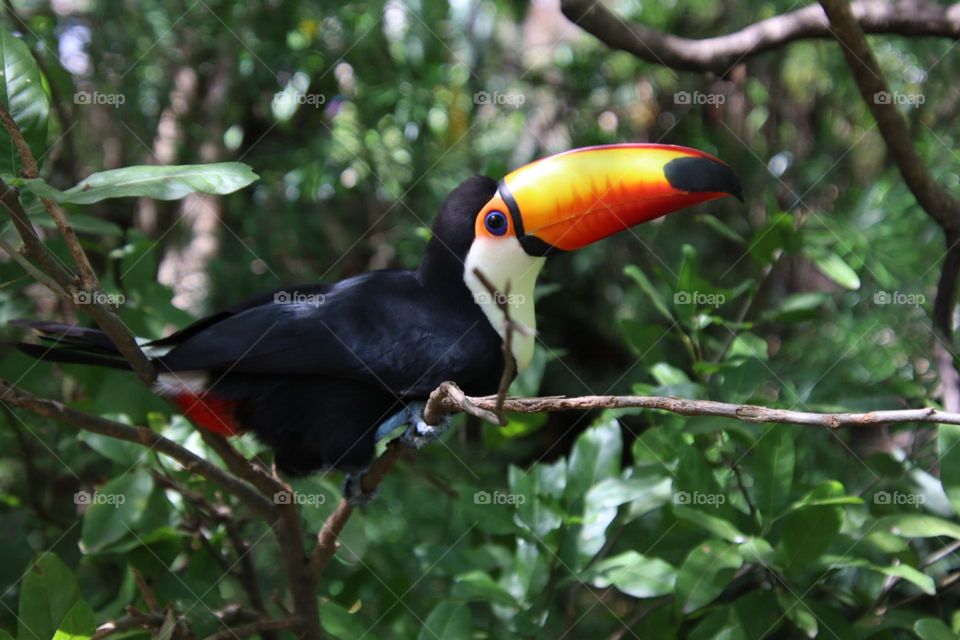 Toucan in a tropical forest