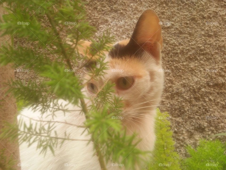 Beautiful cat looking at camera.