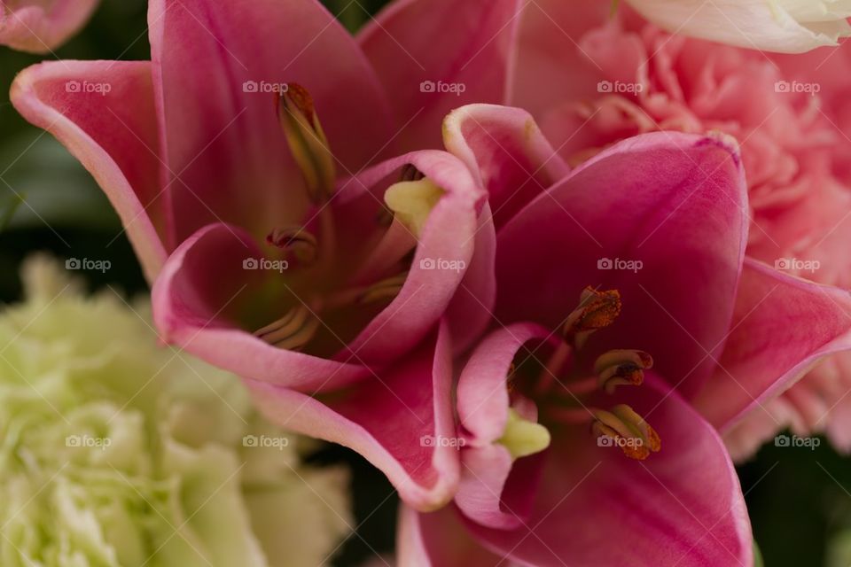 Pink blooming flowers