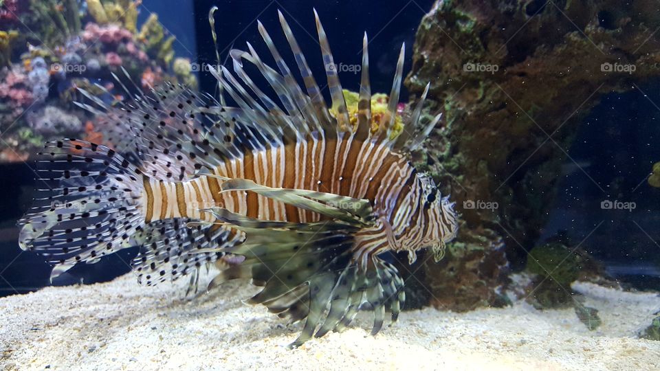 Lionfish, Wonders of Wildlife, Springfield, MO