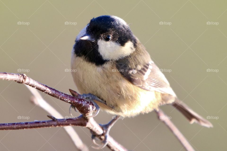 Coal Tit