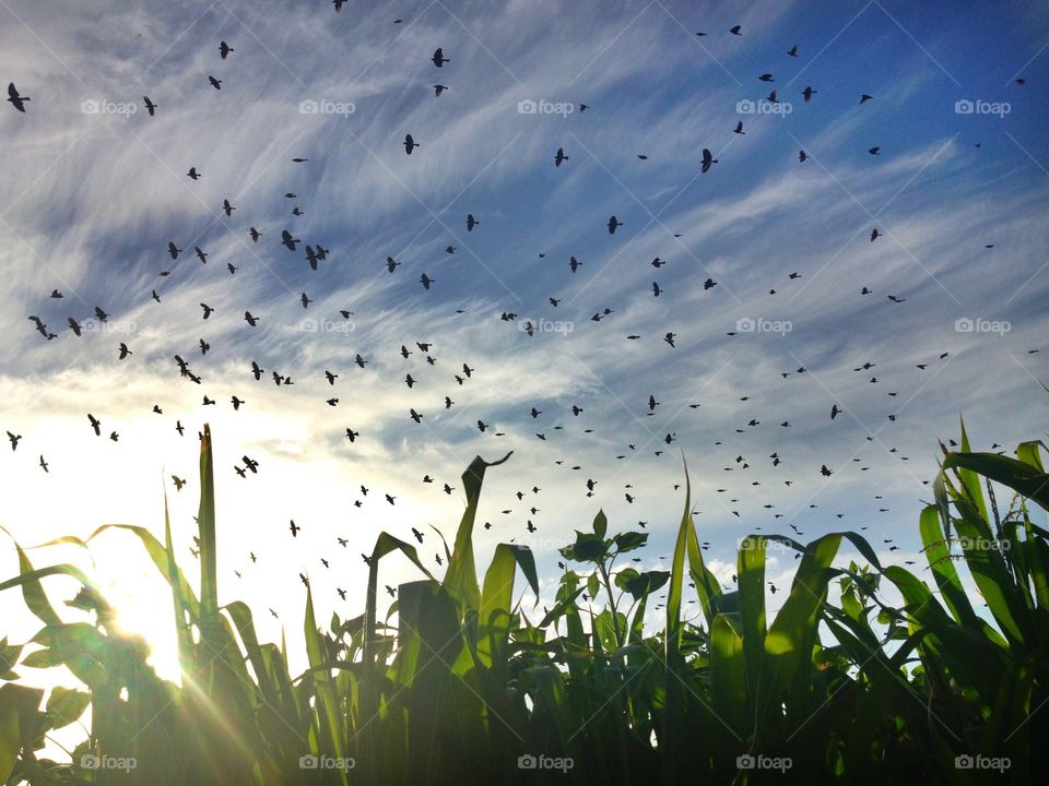 Crows in a cornfield 