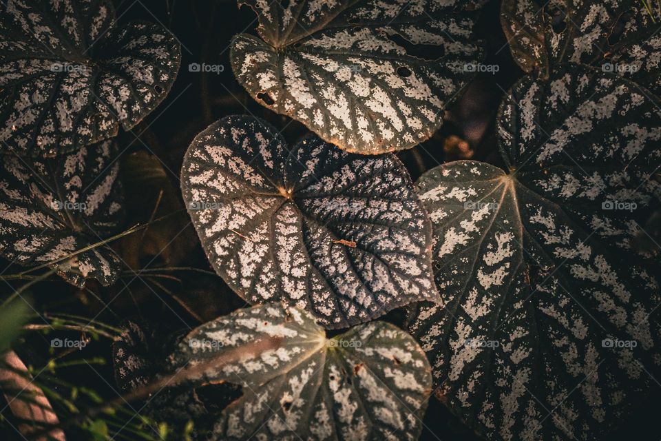 Close up view of a begonia's leaves surface with beautiful patterns to see