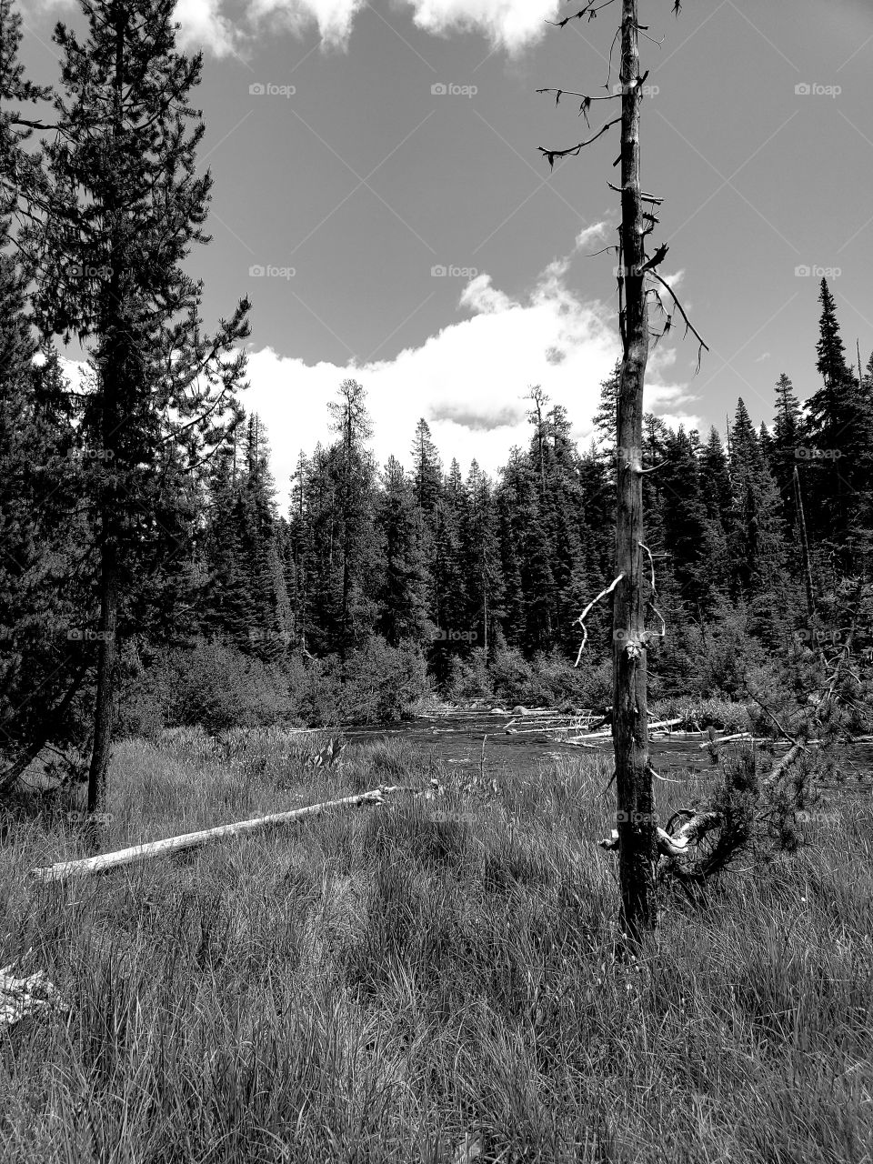 The Deschutes River near its headwaters on a sunny spring day