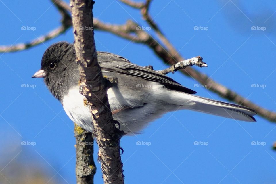 birdie says Bork bork