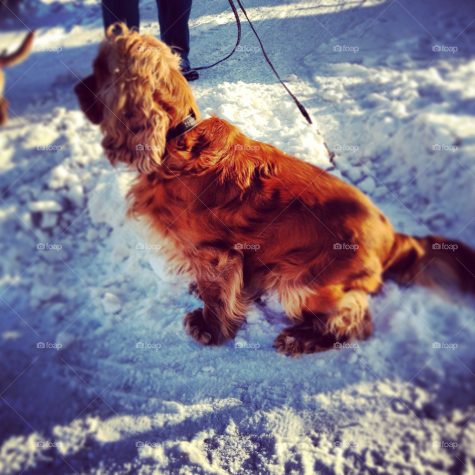 snow dog by liselott