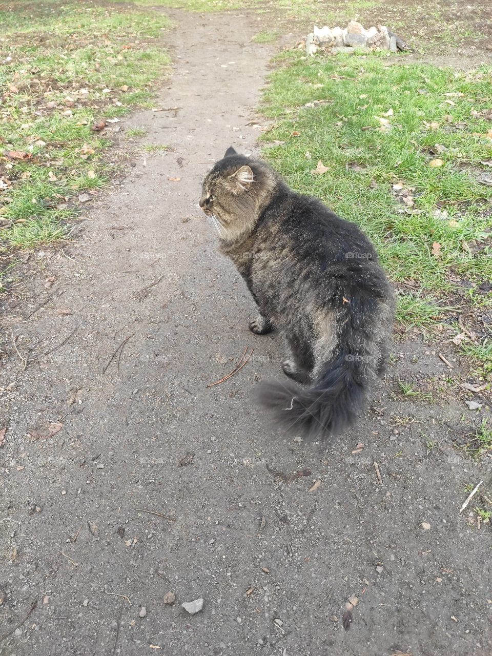 In the park, a cat walks along the path. Blurred background.