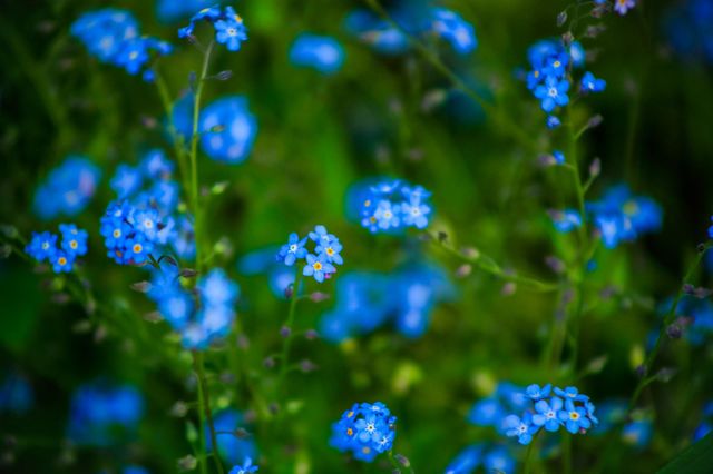 Abstract flowers during spring time 