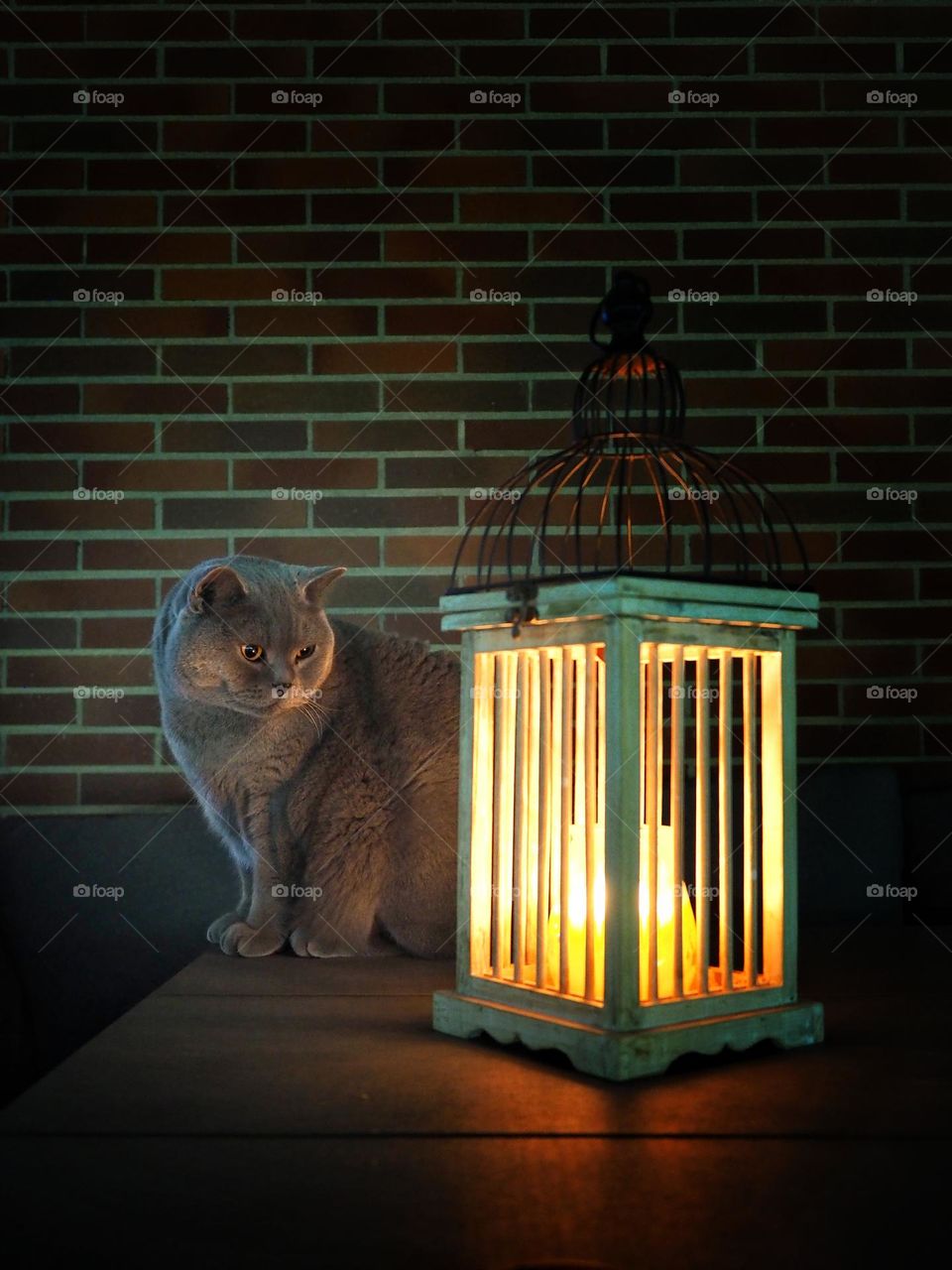 Night lights: the candle and the cat