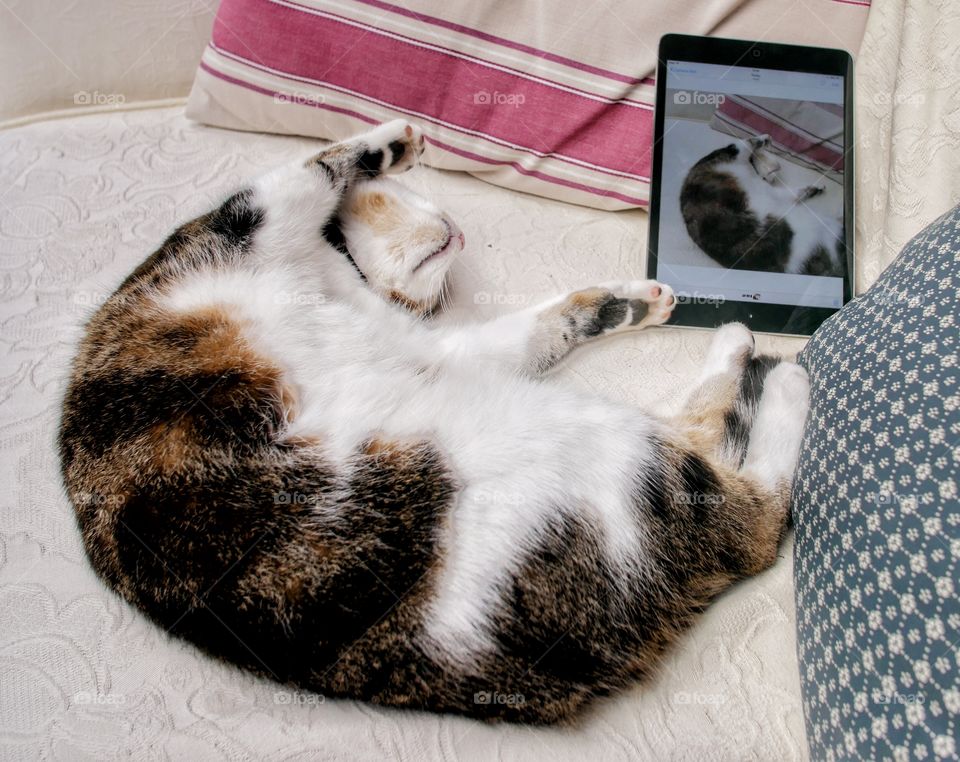 Cat. Sleeping cat next to picture shortly after picture was shot