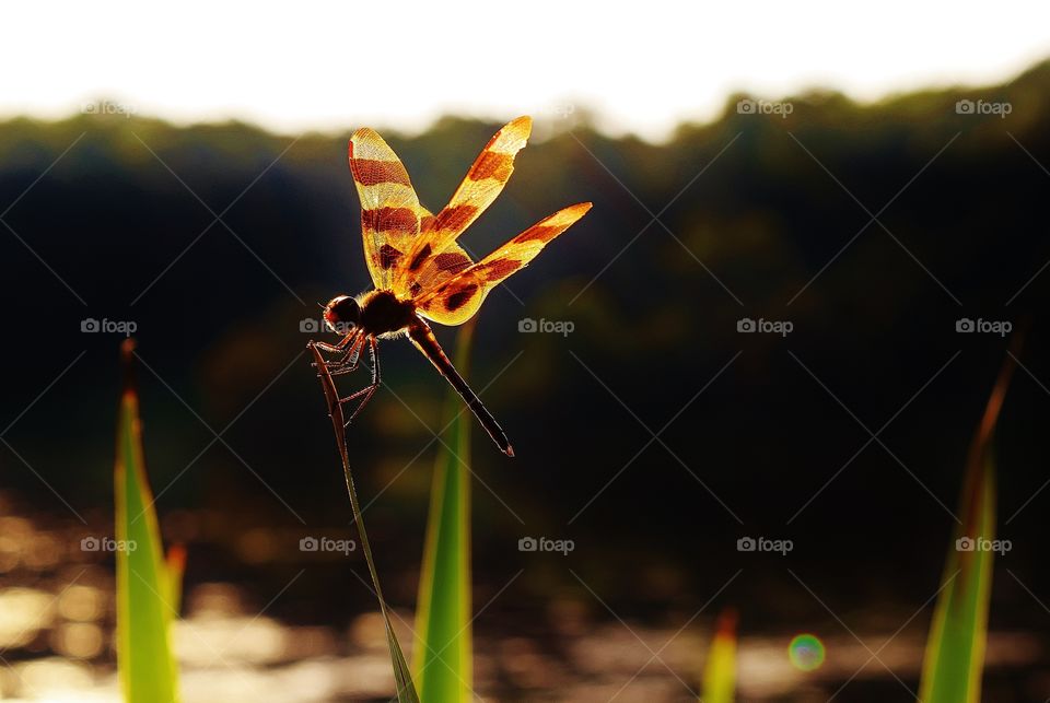 Dragonfly on a blade of grass