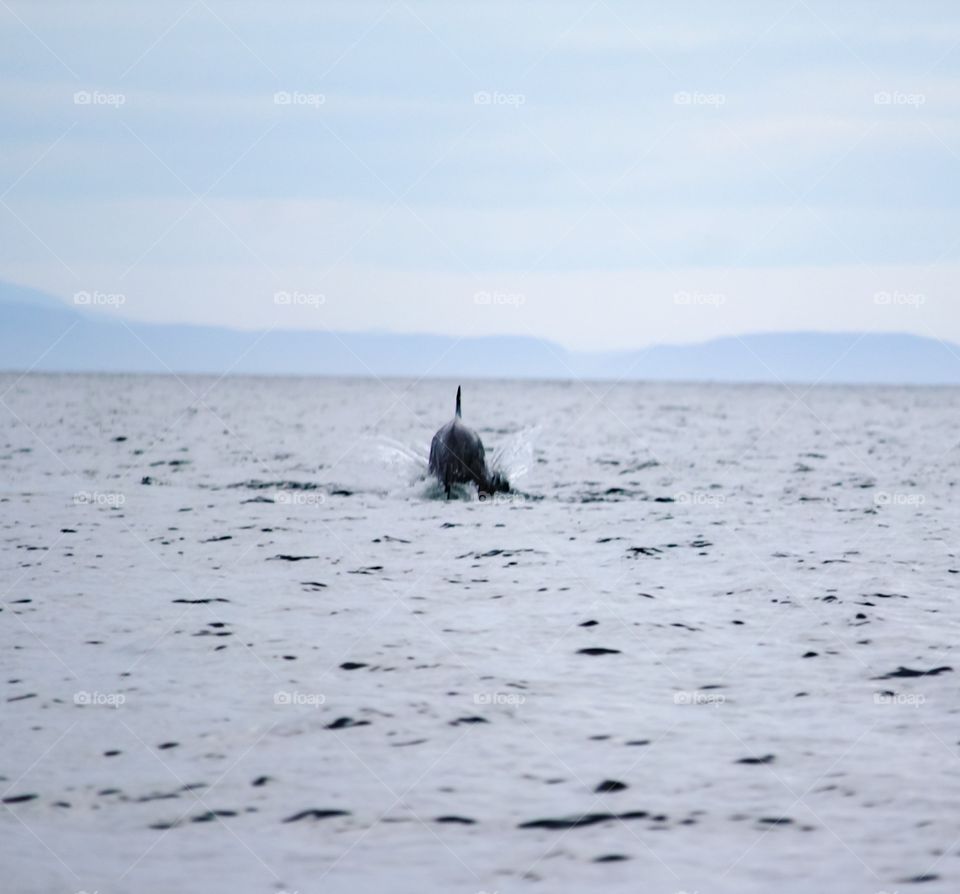 Firth of Tay, Scotland 